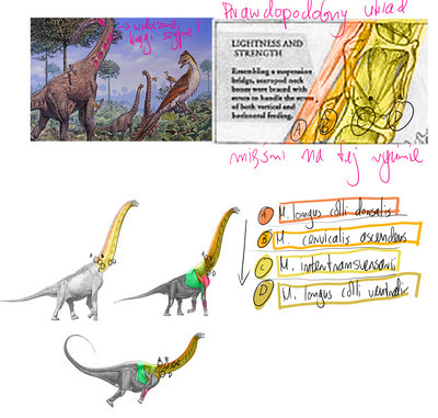 Sauropods muscles study 3.jpg
