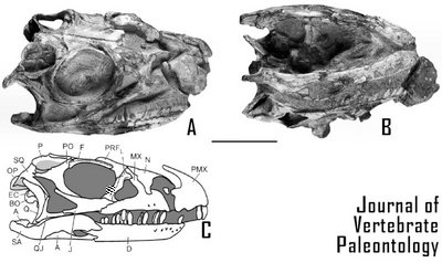 Adeopapposaurus02.jpg