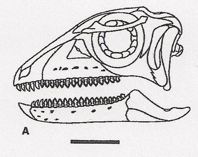 Źródło: II wyd. The Dinosauria, na podstawie Peng, 1997