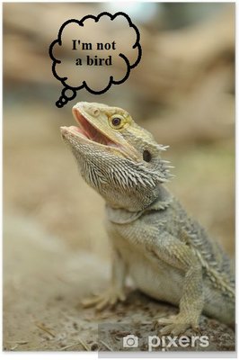 plakaty-brodaty-dragon-lizard.jpg