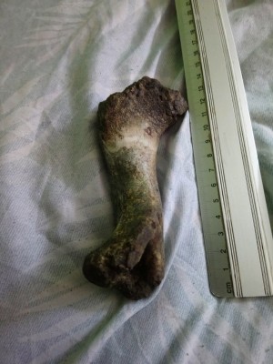 DSC_1111_Easy-Resize.com (1).jpg (239.51 KiB) Przejrzano 15437 razy DSC_1111_Easy-Resize.com (1).jpg