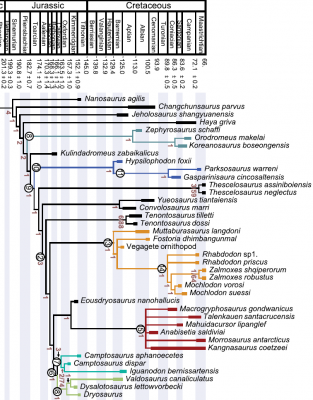 Dieudonne et 2020 phylogeny of cerapoda 2.png