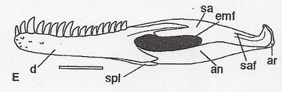 skanowanie0005.jpg