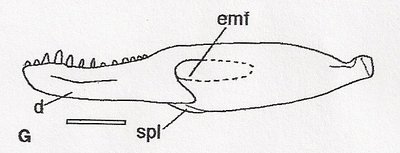 skanowanie0006.jpg