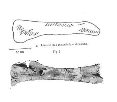 Huabeisaurus tibia and Bruhath.png