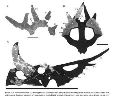 Szczątki Rubeosaurus: A) Holotyp USNM w widoku tylnym<br />B) Zrekonstruowany częściowy MOR 492 w widoku tylnym<br />C) Zrekonstruowana czaszka MOR 492 w widoku bocznym-lewym<br />Skala: 20 cm (A, B), 100 cm (C)