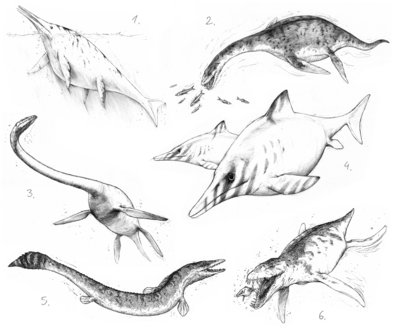 1. Shonisaurus; 2. Cryptoclidus; 3.Futabasaurus; 4. Ophthalmosaurus; 5. Clidastes; 6. Liopleurodon