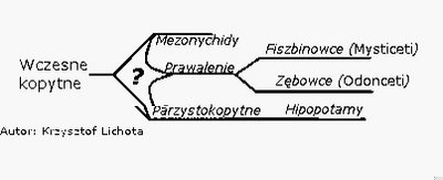 Wykres - ewolucja i pokrewieństwo waleni.