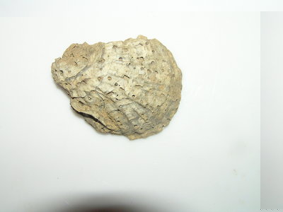 PB032457.JPG (482.53 KiB) Przejrzano 6937 razy PB032457.JPG