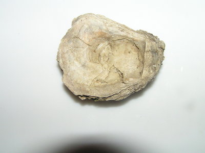 PB032456.JPG (563.73 KiB) Przejrzano 6842 razy PB032456.JPG