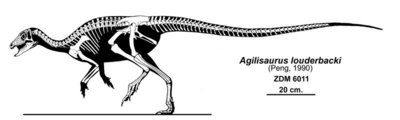 Autor: Jaime A. Headden<br />http://qilong.wordpress.com/2010/07/09/leaellynasaura-and-caudal-length-in-ornithischians/