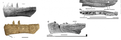 Giganotosaurus dentary.png