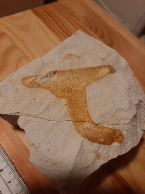 271747506_358479392319086_6742400967519408765_n.jpg (78.53 KiB) Przejrzano 2110 razy 271747506_358479392319086_6742400967519408765_n.jpg