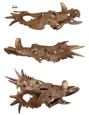 Hannah-Styracosaurus-skull.jpg