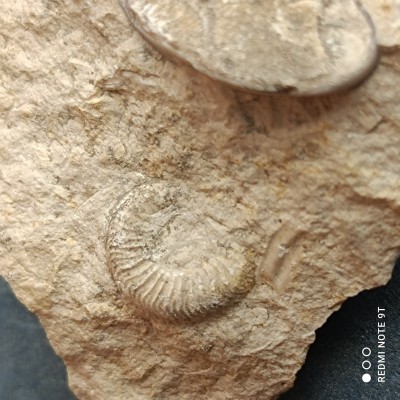 IMG_20220508_115409.jpg (2.31 MiB) Przejrzano 1844 razy IMG_20220508_115409.jpg