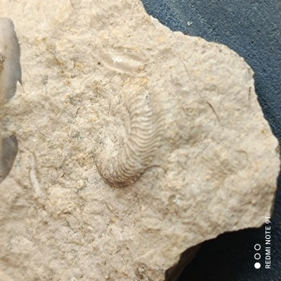 IMG_20220508_115357.jpg (2.23 MiB) Przejrzano 1845 razy IMG_20220508_115357.jpg