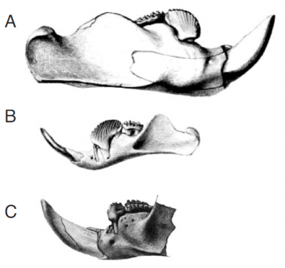 Castoridae.png