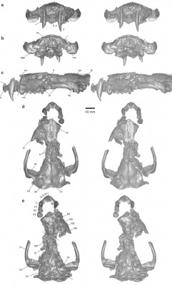 gorgonopsia.jpg