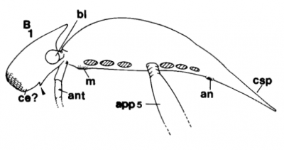 First cambrian Lagerstätte with multiple lines of evidence suggesting genetic manipulations on stem anthropods by aliens.png