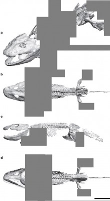 spondyl1a.jpg