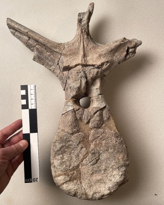 Sierraceratops_turneri_dorsal_vertebra_by_Nick_Longrich.jpg