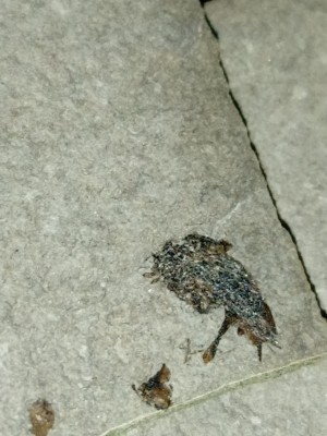 IMG_20230524_140735_1.jpg (2.01 MiB) Przejrzano 3043 razy Wygląda jak jakiś owad