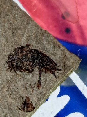 IMG_20230524_141749_1.jpg (1.84 MiB) Przejrzano 3040 razy IMG_20230524_141749_1.jpg