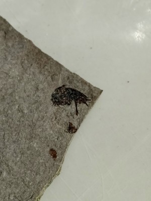 IMG_20230524_141827.jpg (1.97 MiB) Przejrzano 3040 razy IMG_20230524_141827.jpg