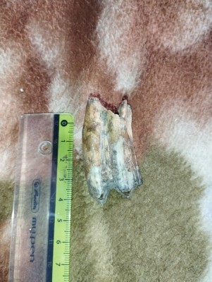 IMG_20230706_181245_Easy-Resize.com.jpg (94.22 KiB) Przejrzano 3112 razy IMG_20230706_181245_Easy-Resize.com.jpg