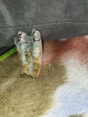 IMG_20230706_181334_Easy-Resize.com.jpg (93.57 KiB) Przejrzano 3112 razy IMG_20230706_181334_Easy-Resize.com.jpg