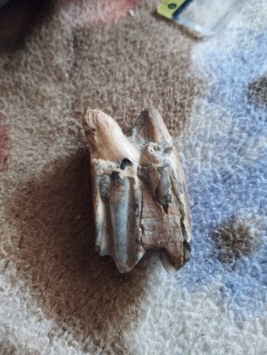 IMG_20230706_181548_Easy-Resize.com.jpg (97.25 KiB) Przejrzano 3112 razy IMG_20230706_181548_Easy-Resize.com.jpg