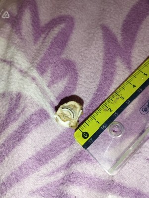 IMG_20231023_173619_Easy-Resize.com.jpg (89.17 KiB) Przejrzano 3042 razy IMG_20231023_173619_Easy-Resize.com.jpg