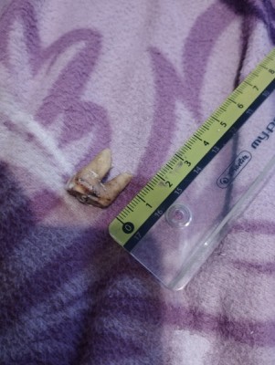 IMG_20231023_173557_Easy-Resize.com.jpg (87.21 KiB) Przejrzano 3042 razy IMG_20231023_173557_Easy-Resize.com.jpg