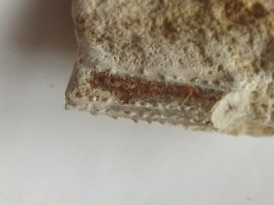 Skamieniałość.jpg