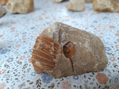 IMG_20240812_184319.jpg (2.94 MiB) Przejrzano 3713 razy IMG_20240812_184319.jpg