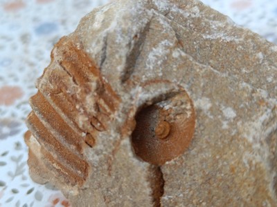 IMG_20240812_184336.jpg (2.28 MiB) Przejrzano 3715 razy IMG_20240812_184336.jpg