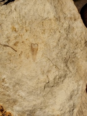 IMG_20240814_165552.jpg (2.57 MiB) Przejrzano 5071 razy IMG_20240814_165552.jpg