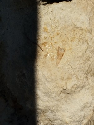 IMG_20240814_165536.jpg (2.16 MiB) Przejrzano 5070 razy IMG_20240814_165536.jpg