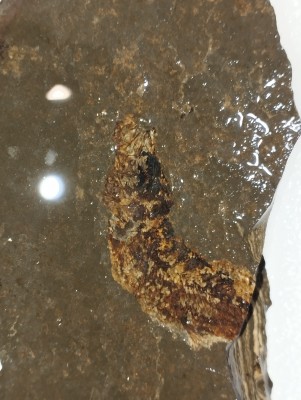 IMG_20241027_153429.jpg (3.23 MiB) Przejrzano 7705 razy IMG_20241027_153429.jpg