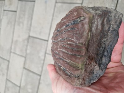 20241104_140318.jpg (1.44 MiB) Przejrzano 5825 razy 20241104_140318.jpg