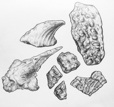 https://sauropods.win/@punkpaleo/113226896049661819