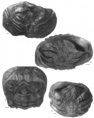 niepoprawna zagadka.jpg