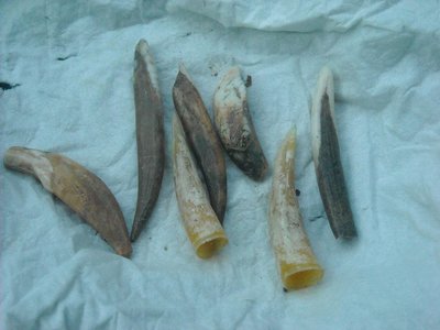 pazury.jpg (197.39 KiB) Przejrzano 4146 razy pazury.jpg